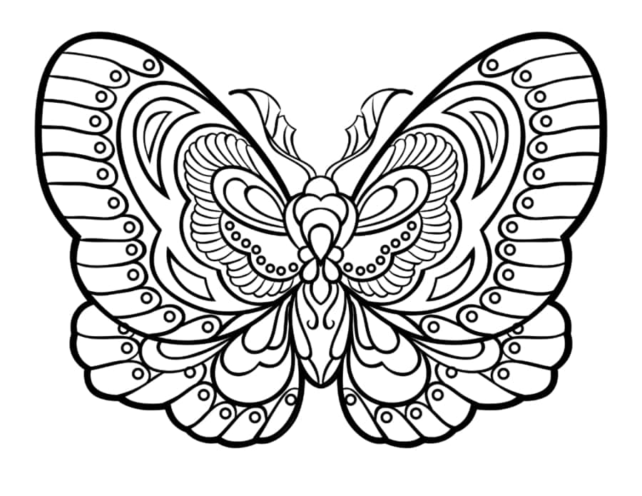 Butterfly Stylized Intricate Patterned Wings Coloring Pages Pdf Free Vectors